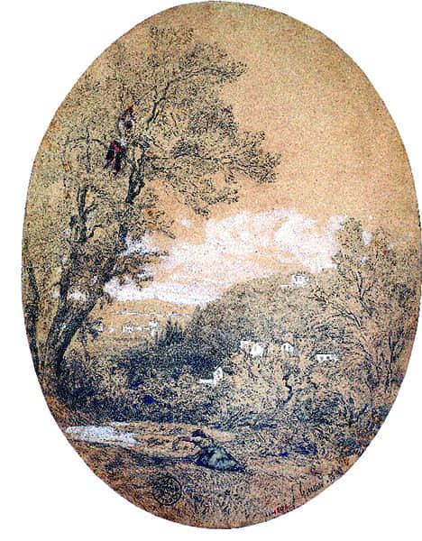 La cueillette des olives à Magnan.