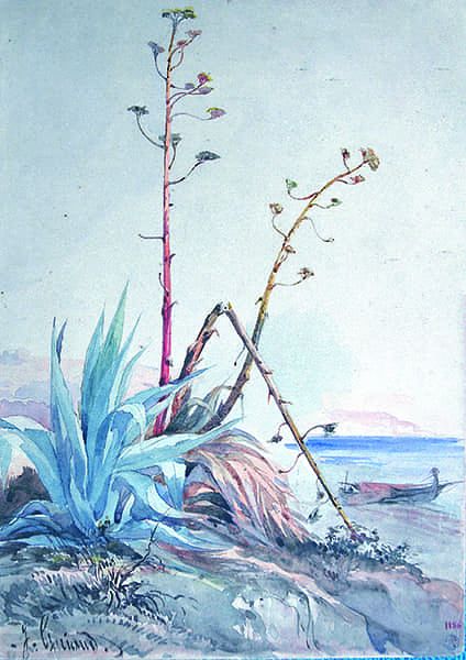 Agaves en fleurs vers Sainte-Hélène.