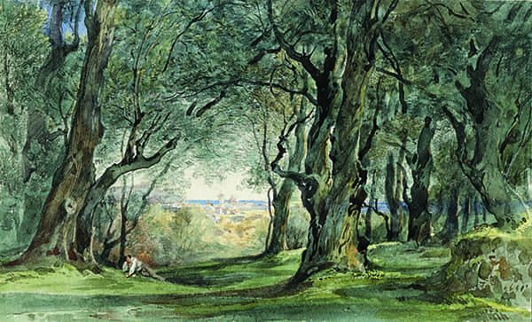 Titre : Sous-bois d’oliviers à Pessicart.- Jacques Guiaud