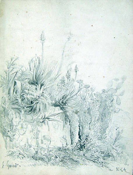 Titre : Végétation exotique à Èze.- Jacques Guiaud